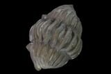 Wide Enrolled Flexicalymene Trilobite - Mt Orab, Ohio #137499-1